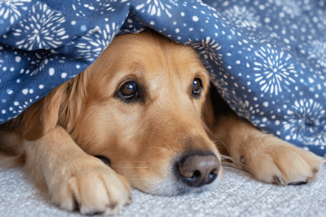 Estresse na viagem internacional do pet: como evitar e preparar seu animal com segurança