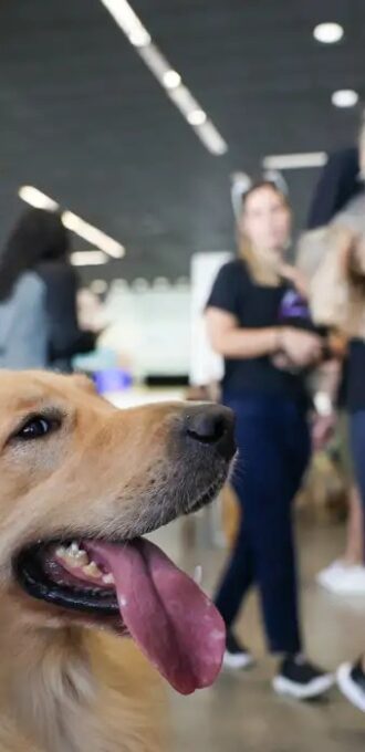 Quando se trata de viagem com animais, não existe “quase certo”. Existe certo ou barrado.