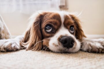 3 erros comuns que estão encurtando a vida do seu cachorro (e você nem percebe)
