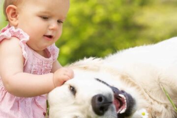 O mito de que os pets sabem quando alguém é frágil.