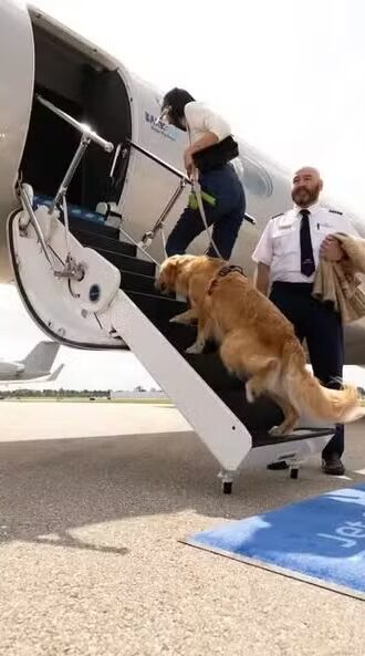 O caso do cão que fugiu na pista da Air Canada — e o que isso revela sobre falhas no transporte de pets
